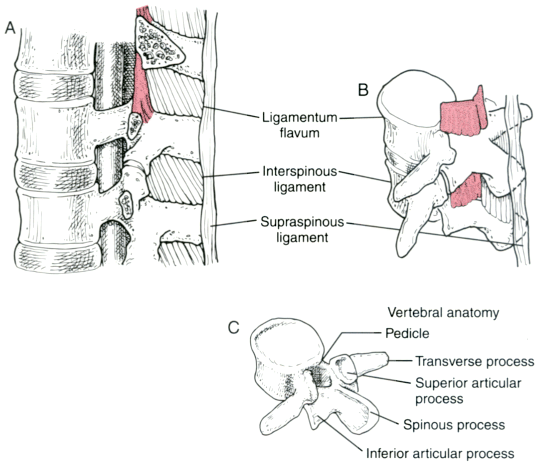 Ligamentum Flavum Anatomy - Human Anatomy